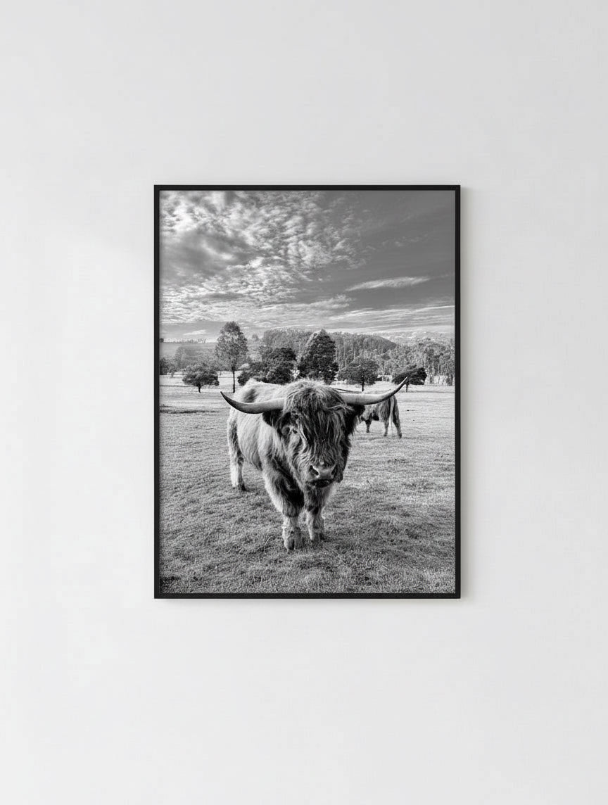 ‘The Highland Cow’ Print 20x16” - unframed